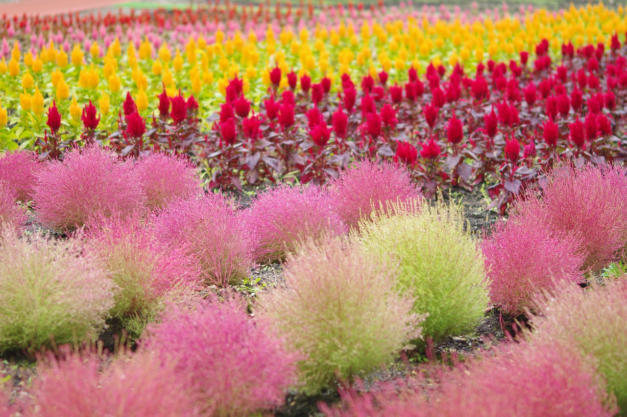 群馬県沼田市の玉原高原のコキア