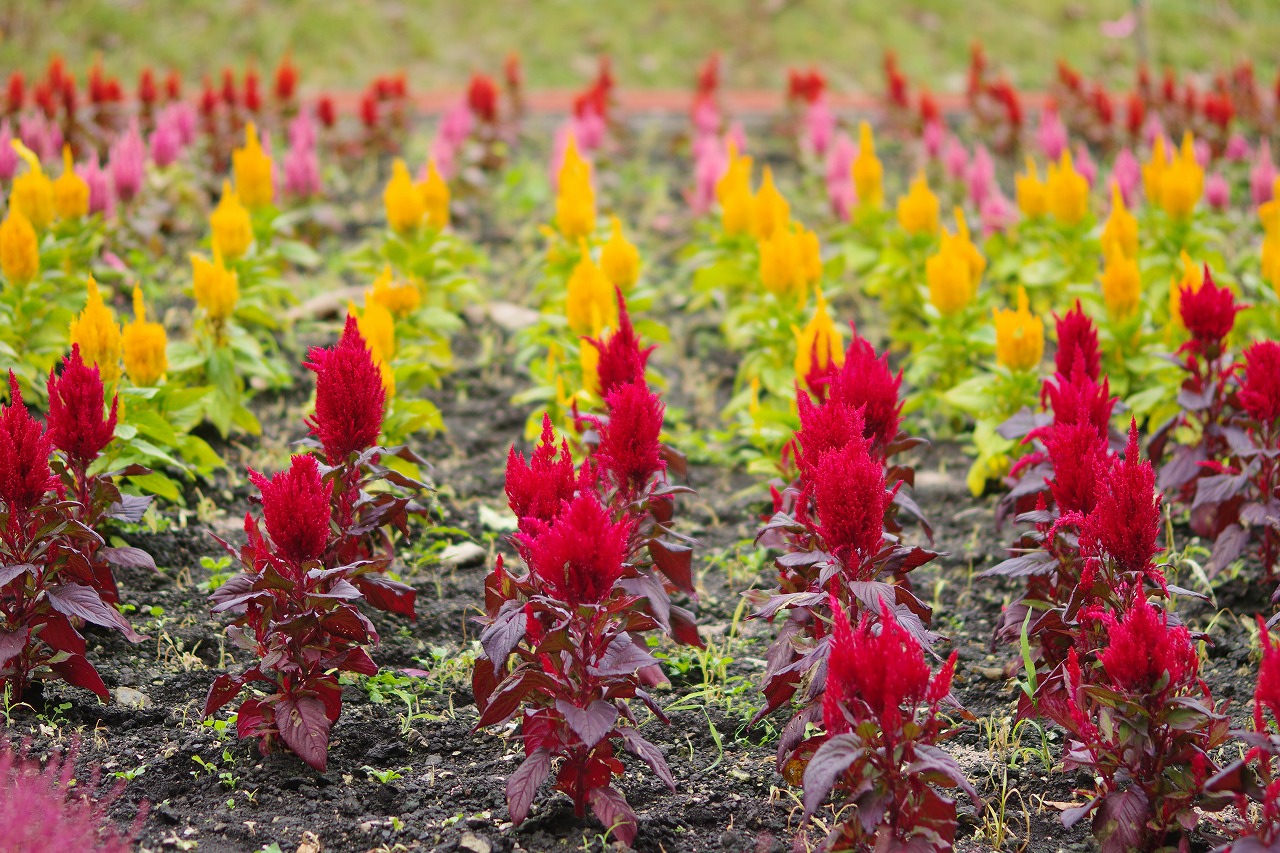 群馬県沼田市の玉原高原のコキア