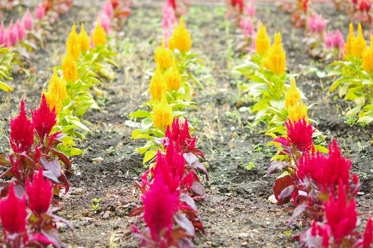 群馬県沼田市の玉原高原のコキア