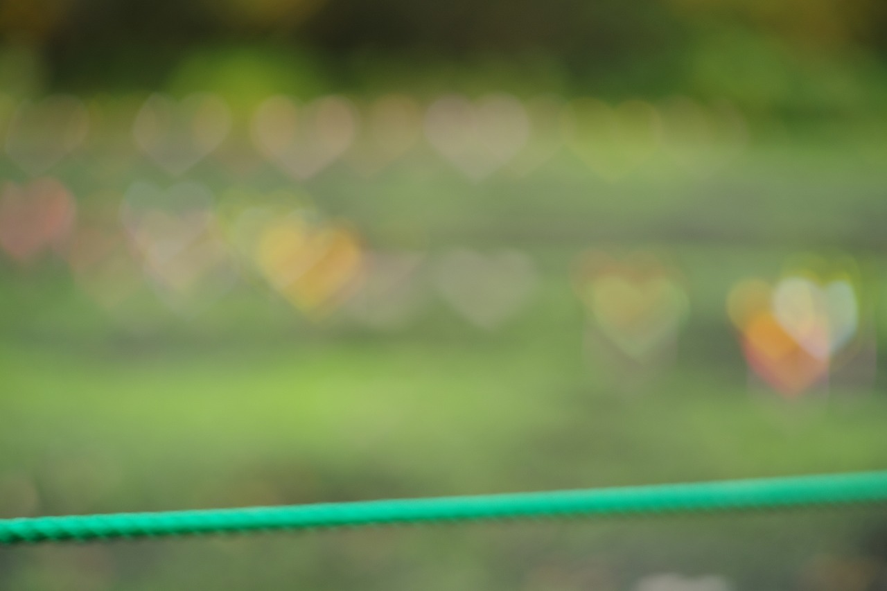 群馬県沼田市の玉原高原のコキア