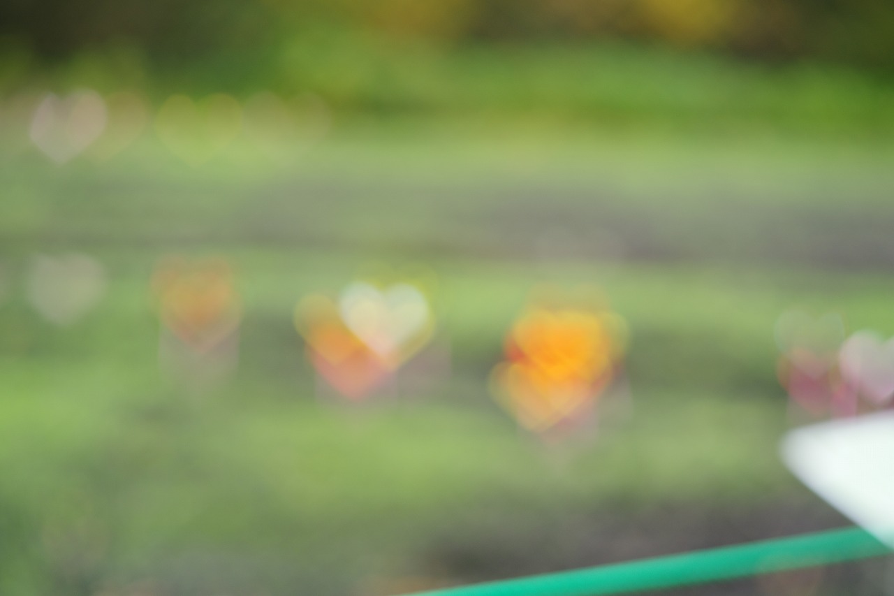 群馬県沼田市の玉原高原のコキア