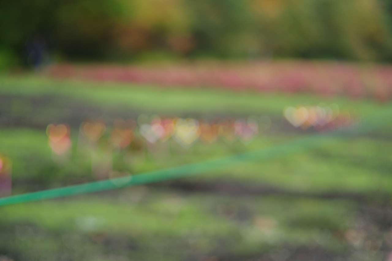 群馬県沼田市の玉原高原のコキア