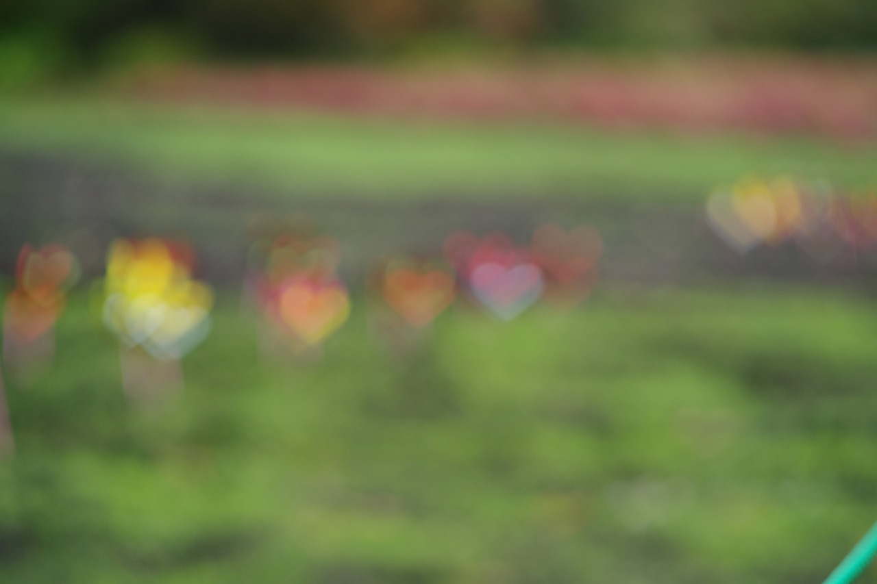 群馬県沼田市の玉原高原のコキア