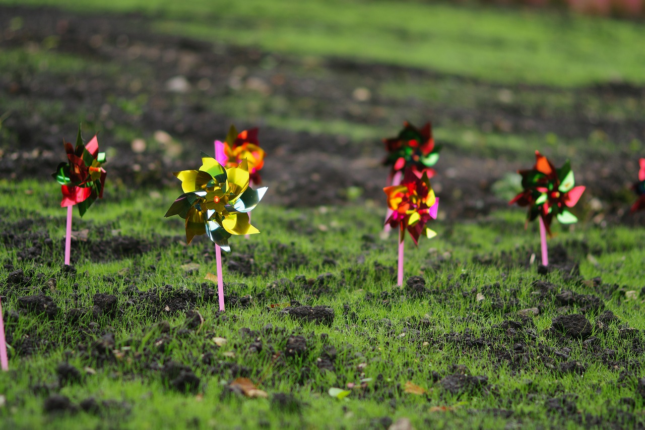 群馬県沼田市の玉原高原のコキア
