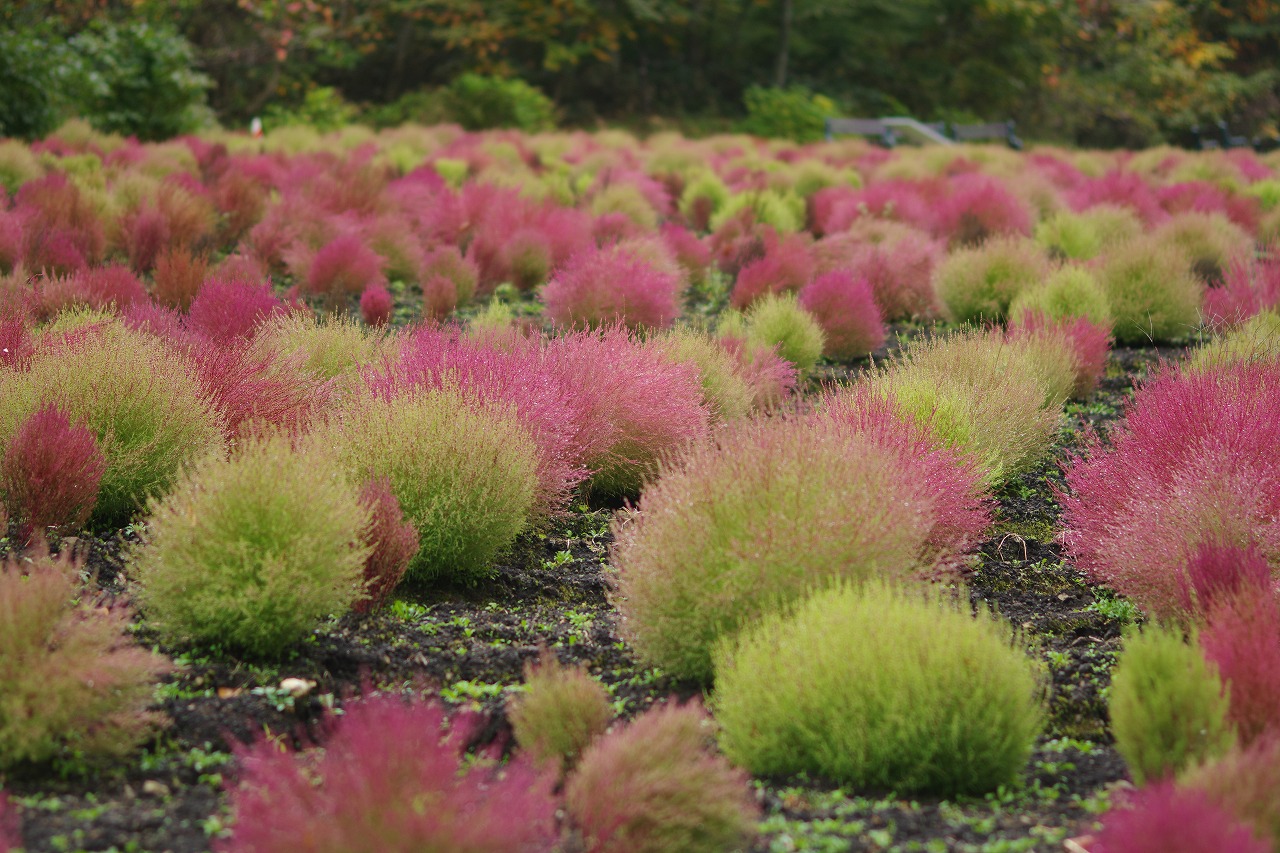 群馬県沼田市の玉原高原のコキア