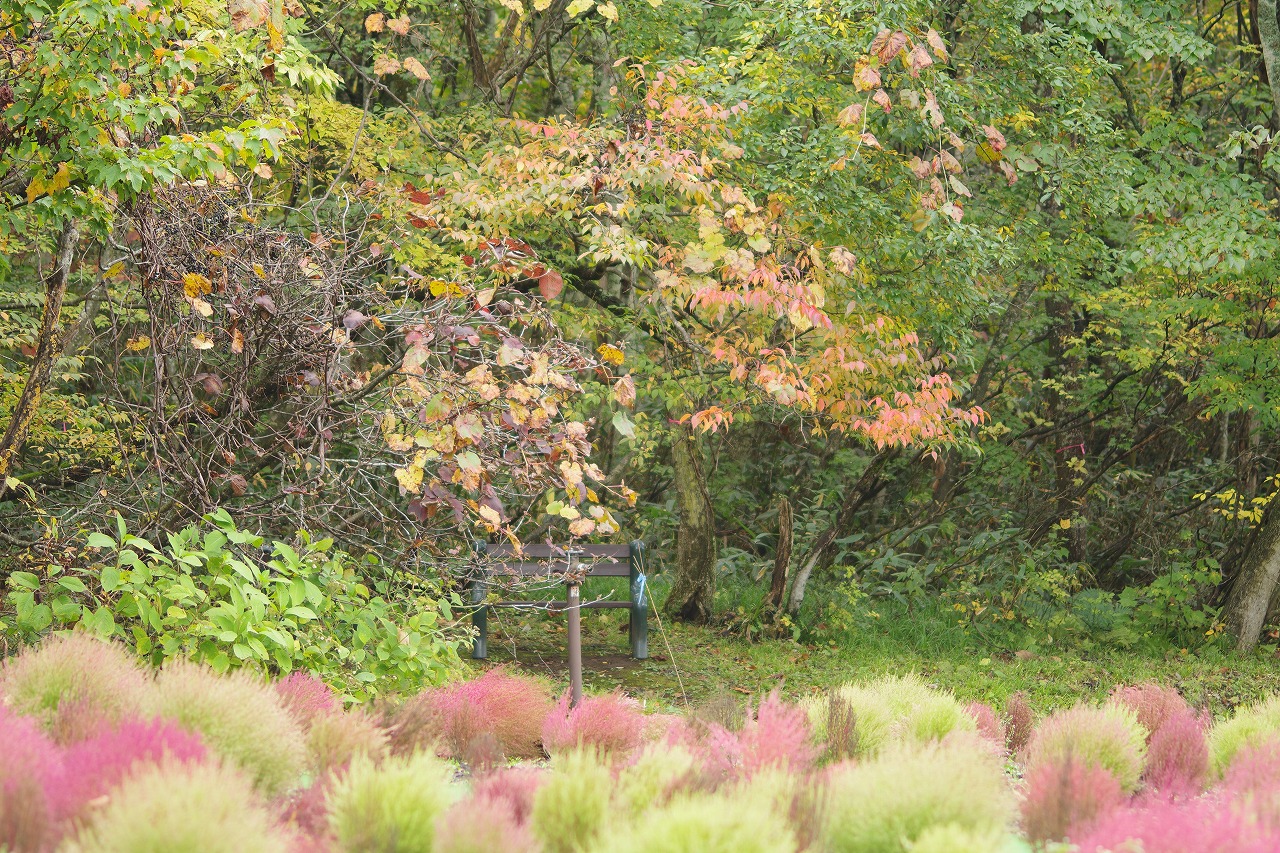 群馬県沼田市の玉原高原のコキア