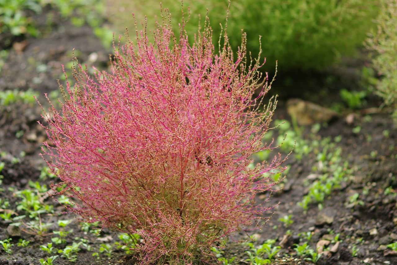 群馬県沼田市の玉原高原のコキア