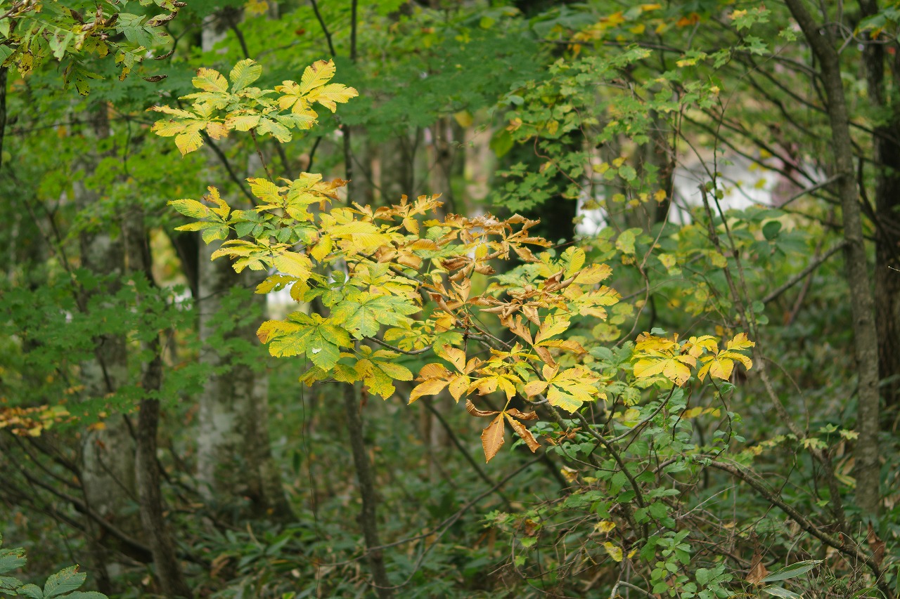 群馬県沼田市の玉原高原のコキア
