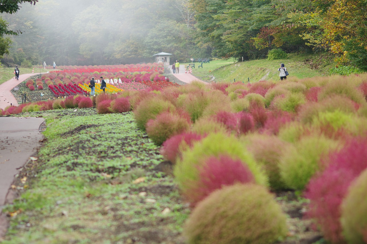 群馬県沼田市の玉原高原のコキア