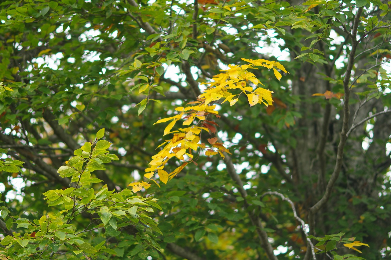 群馬県沼田市の玉原高原のコキア