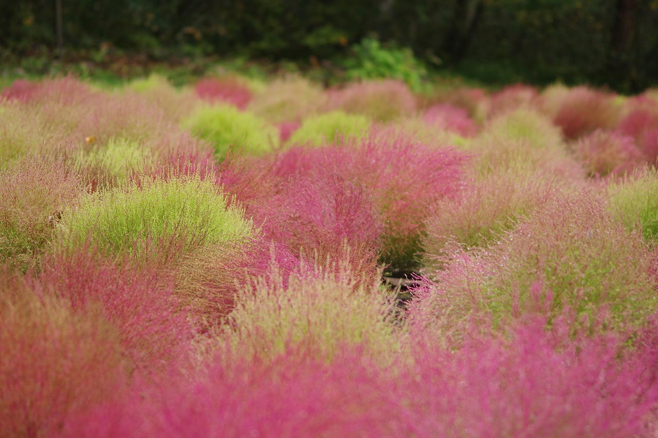 群馬県沼田市の玉原高原のコキア