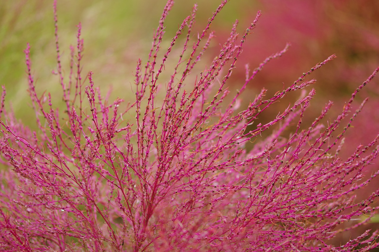 群馬県沼田市の玉原高原のコキア