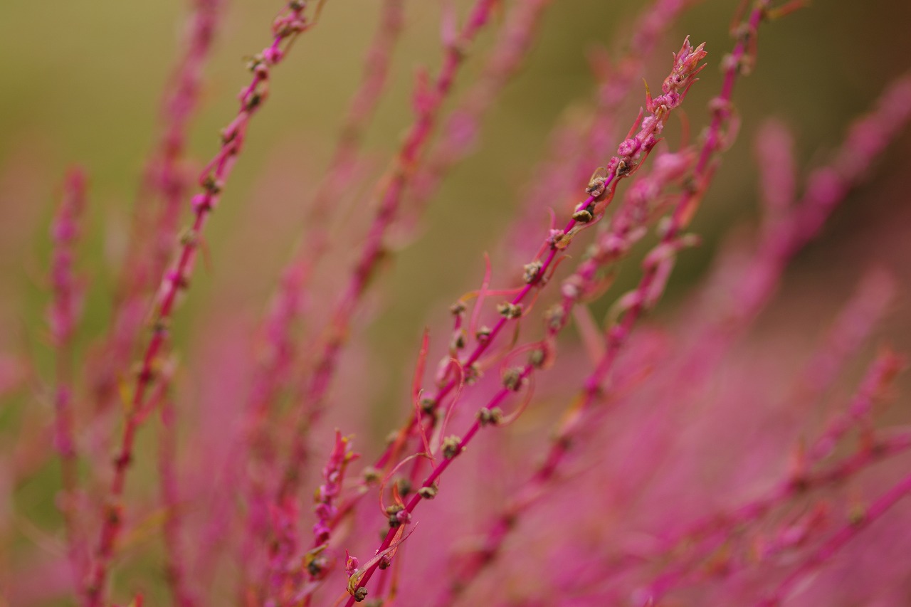 群馬県沼田市の玉原高原のコキア