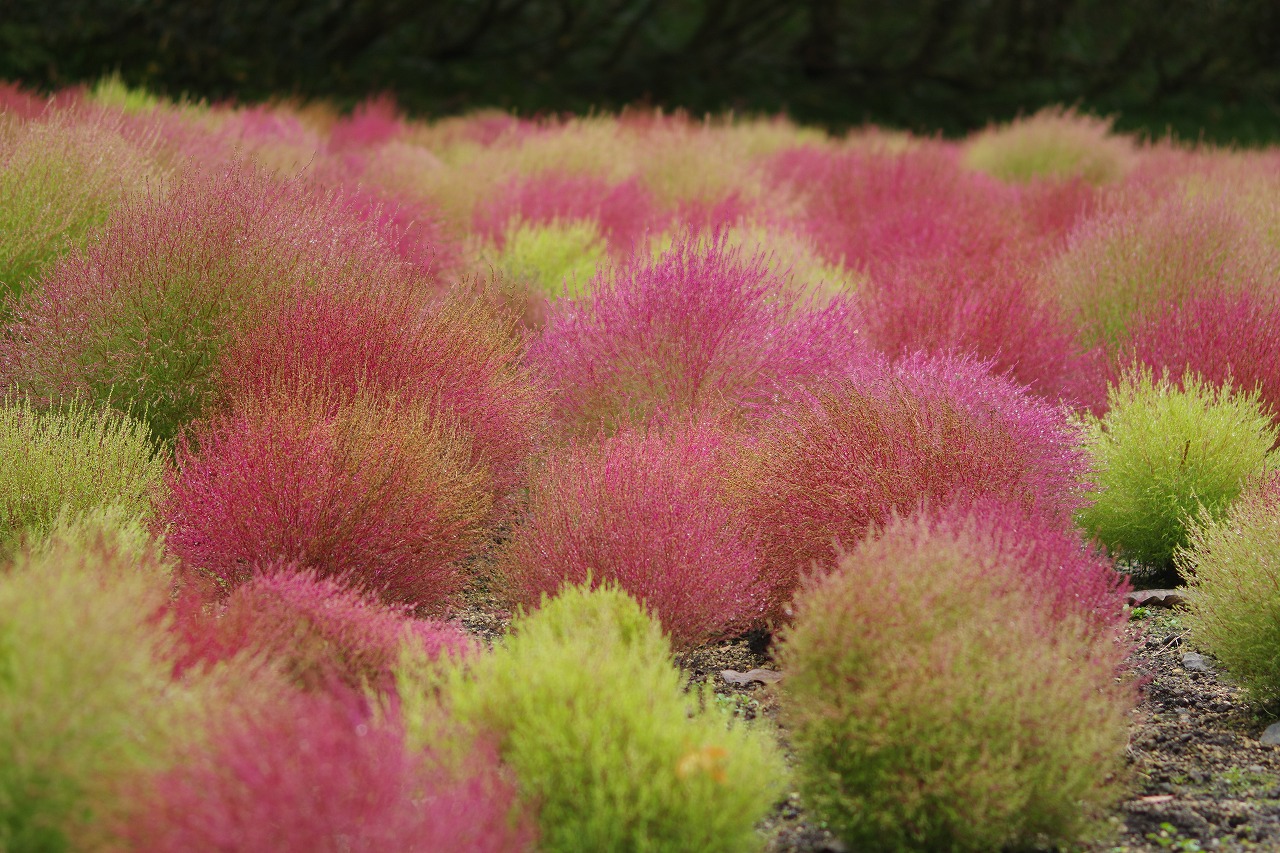 群馬県沼田市の玉原高原のコキア