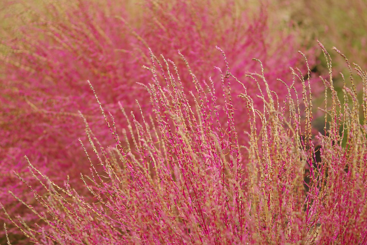 群馬県沼田市の玉原高原のコキア