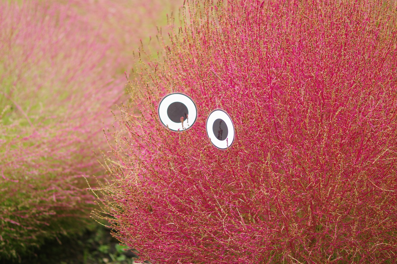 群馬県沼田市の玉原高原のコキア