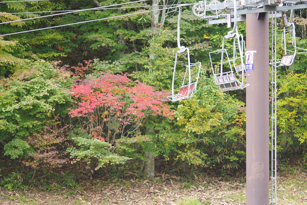 群馬県沼田市の玉原高原のコキア