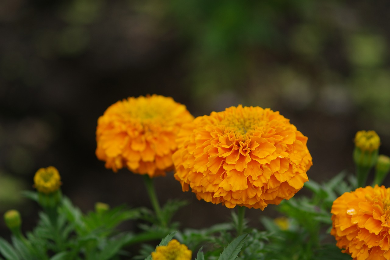群馬県沼田市の玉原高原のコキア