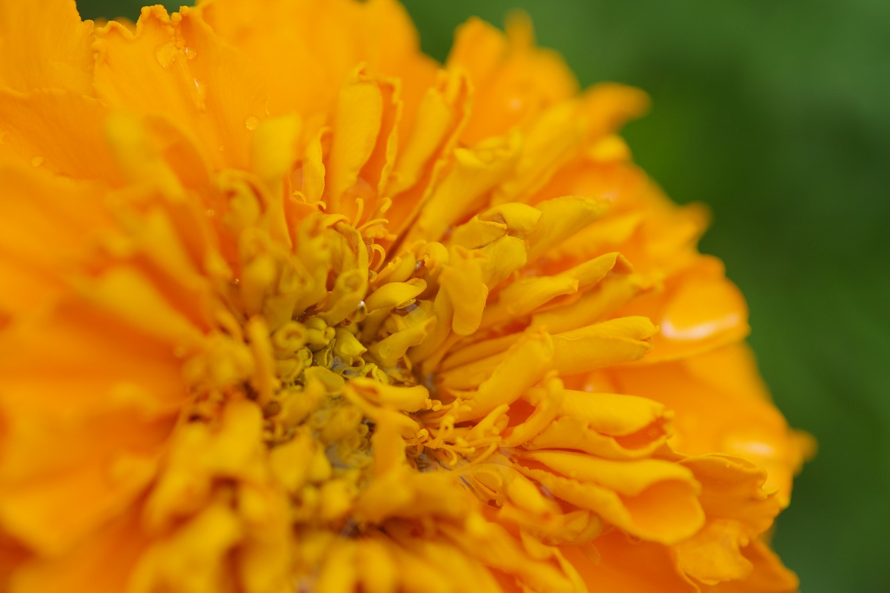 群馬県沼田市の玉原高原のコキア