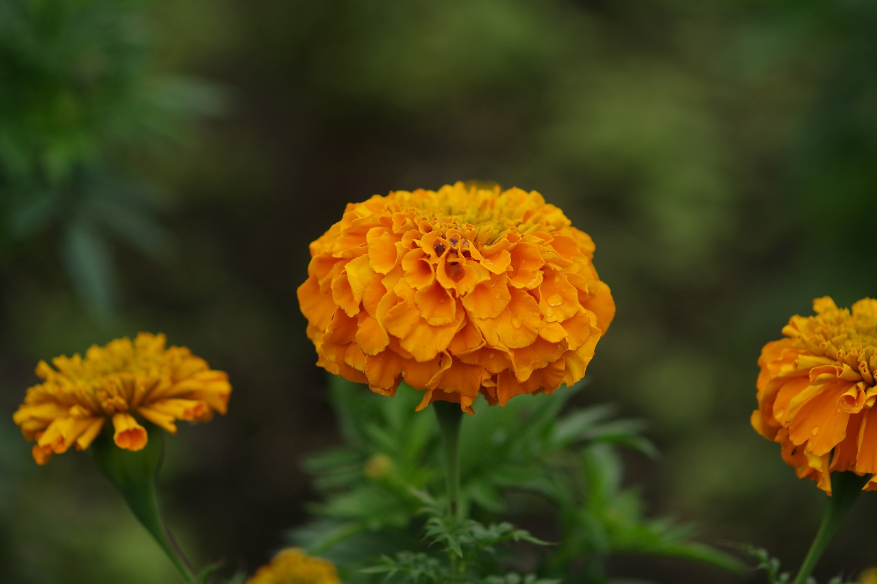 群馬県沼田市の玉原高原のコキア