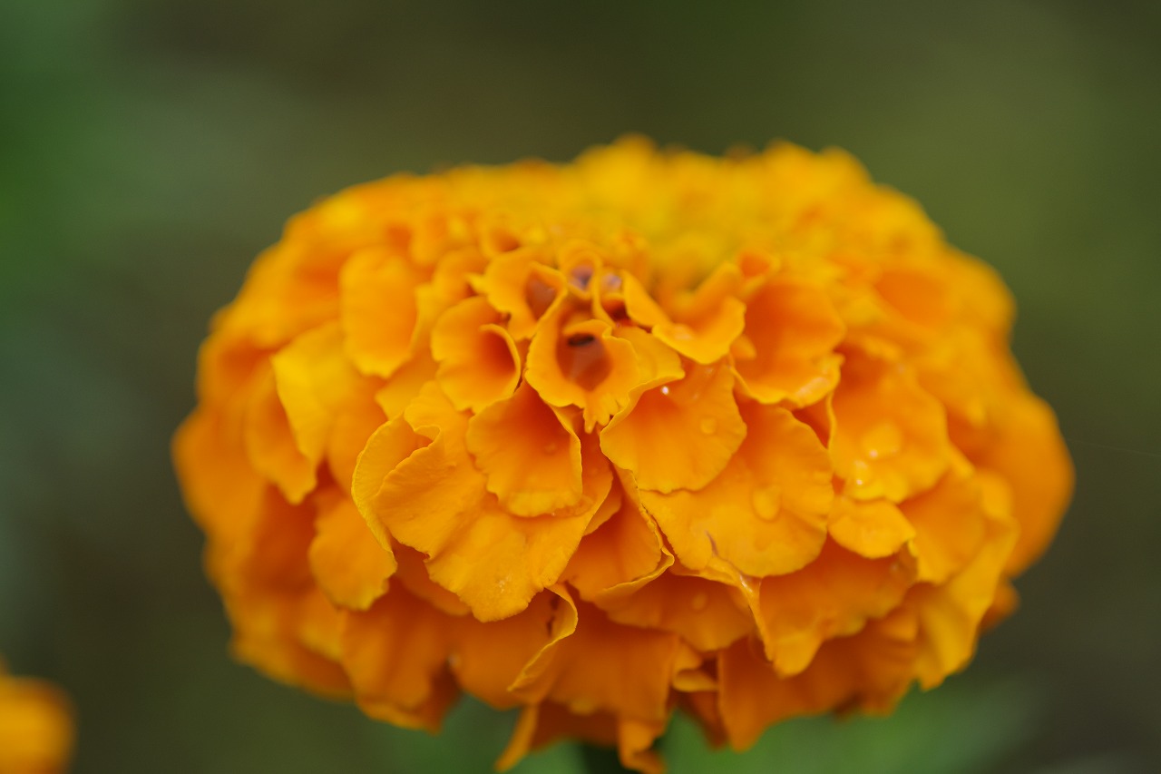 群馬県沼田市の玉原高原のコキア