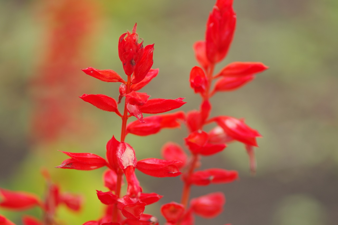 群馬県沼田市の玉原高原のコキア