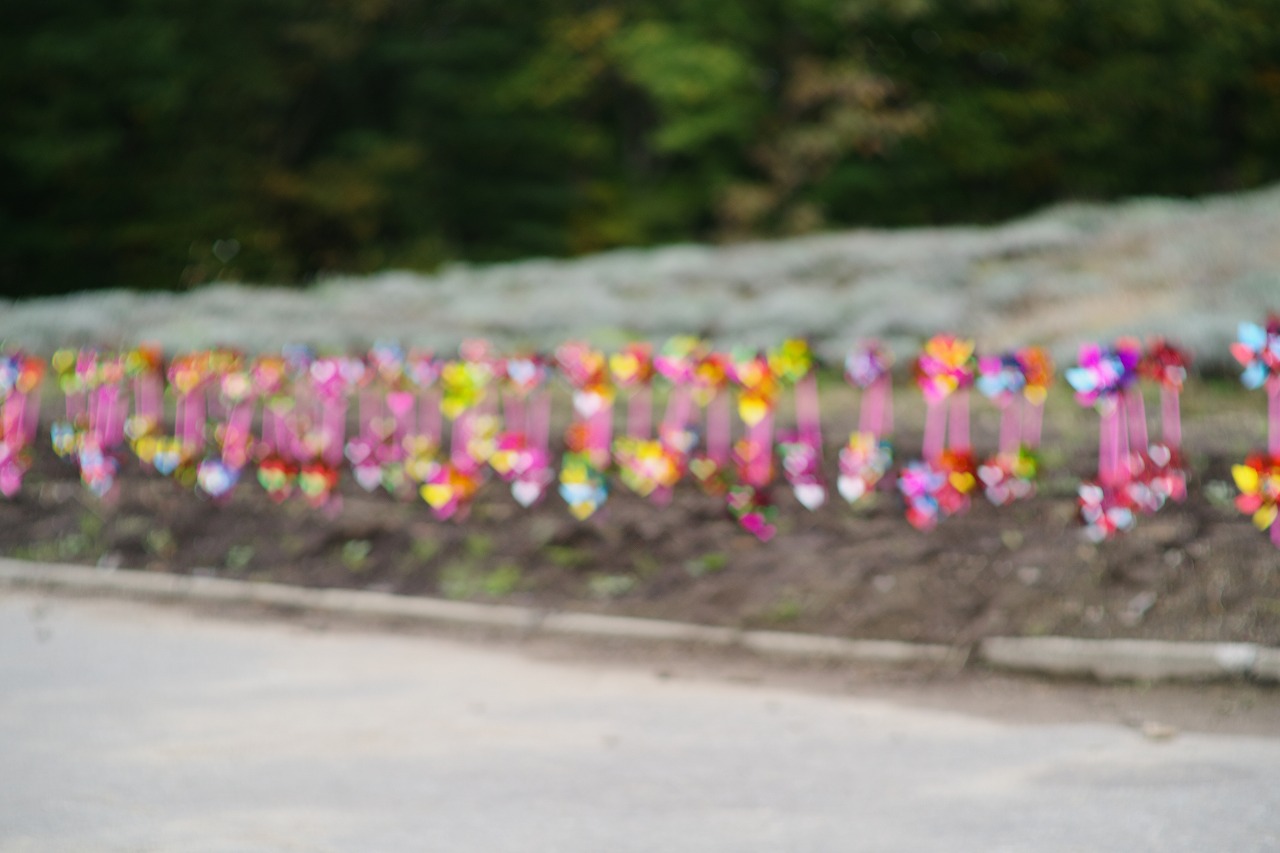 群馬県沼田市の玉原高原のコキア