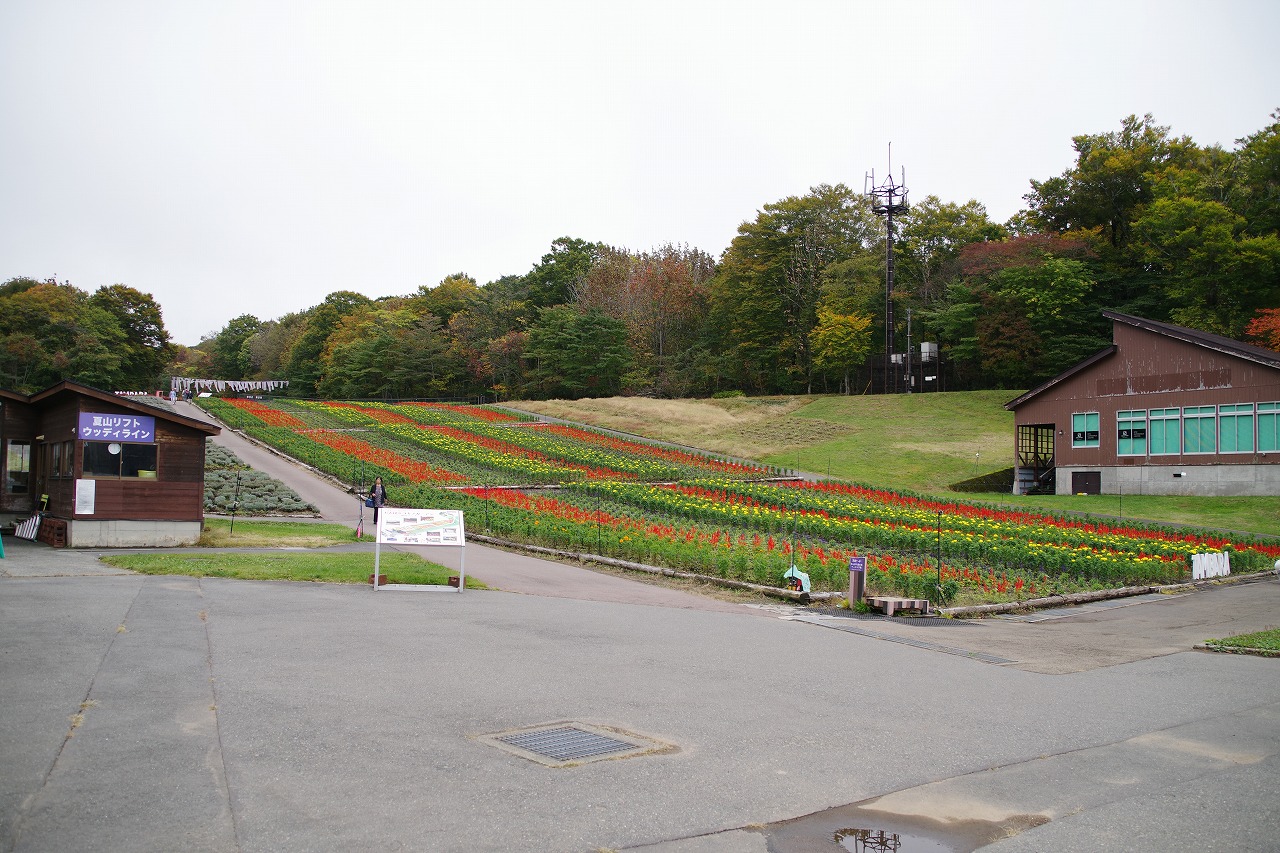 群馬県沼田市の玉原高原のコキア