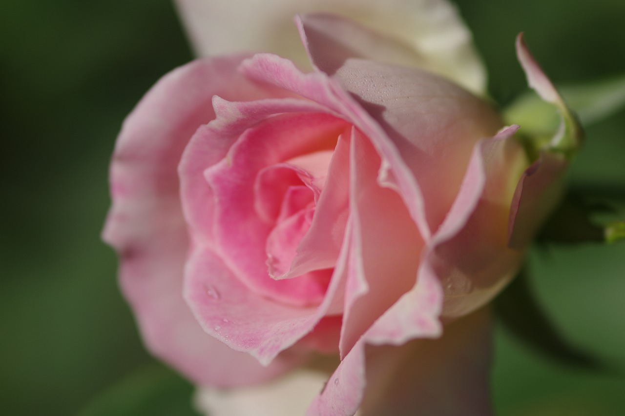 栃木県足利市のあしかがフラワーパークの花々