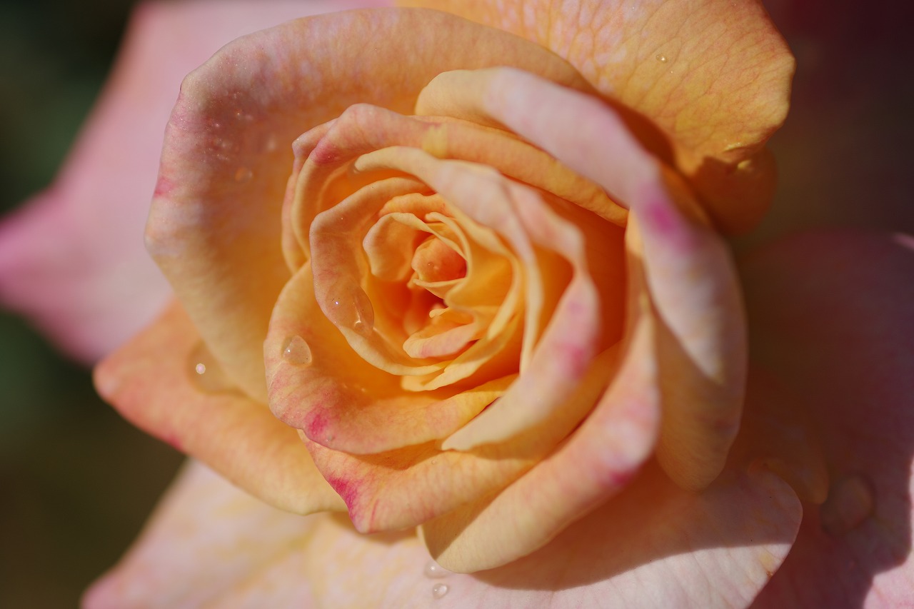 栃木県足利市のあしかがフラワーパークの花々