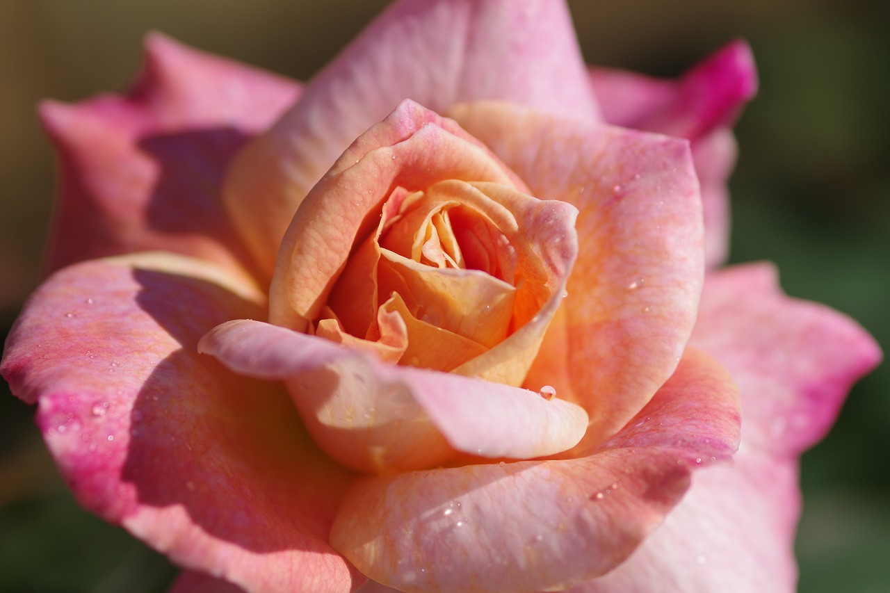 栃木県足利市のあしかがフラワーパークの花々