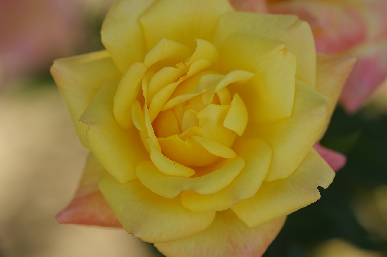 栃木県足利市のあしかがフラワーパークの花々