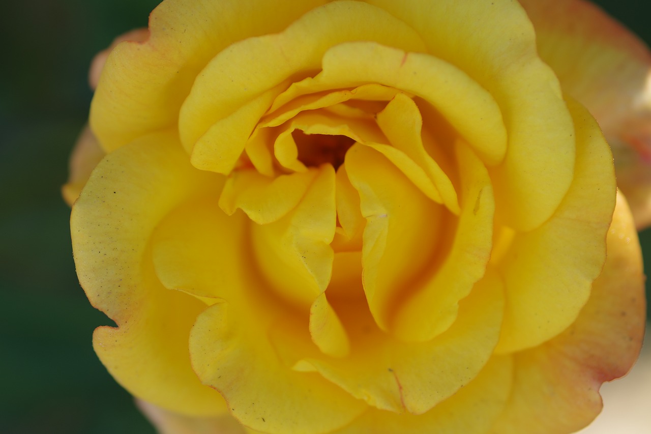 栃木県足利市のあしかがフラワーパークの花々