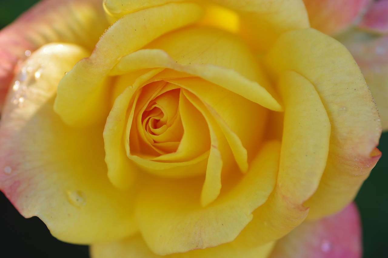 栃木県足利市のあしかがフラワーパークの花々