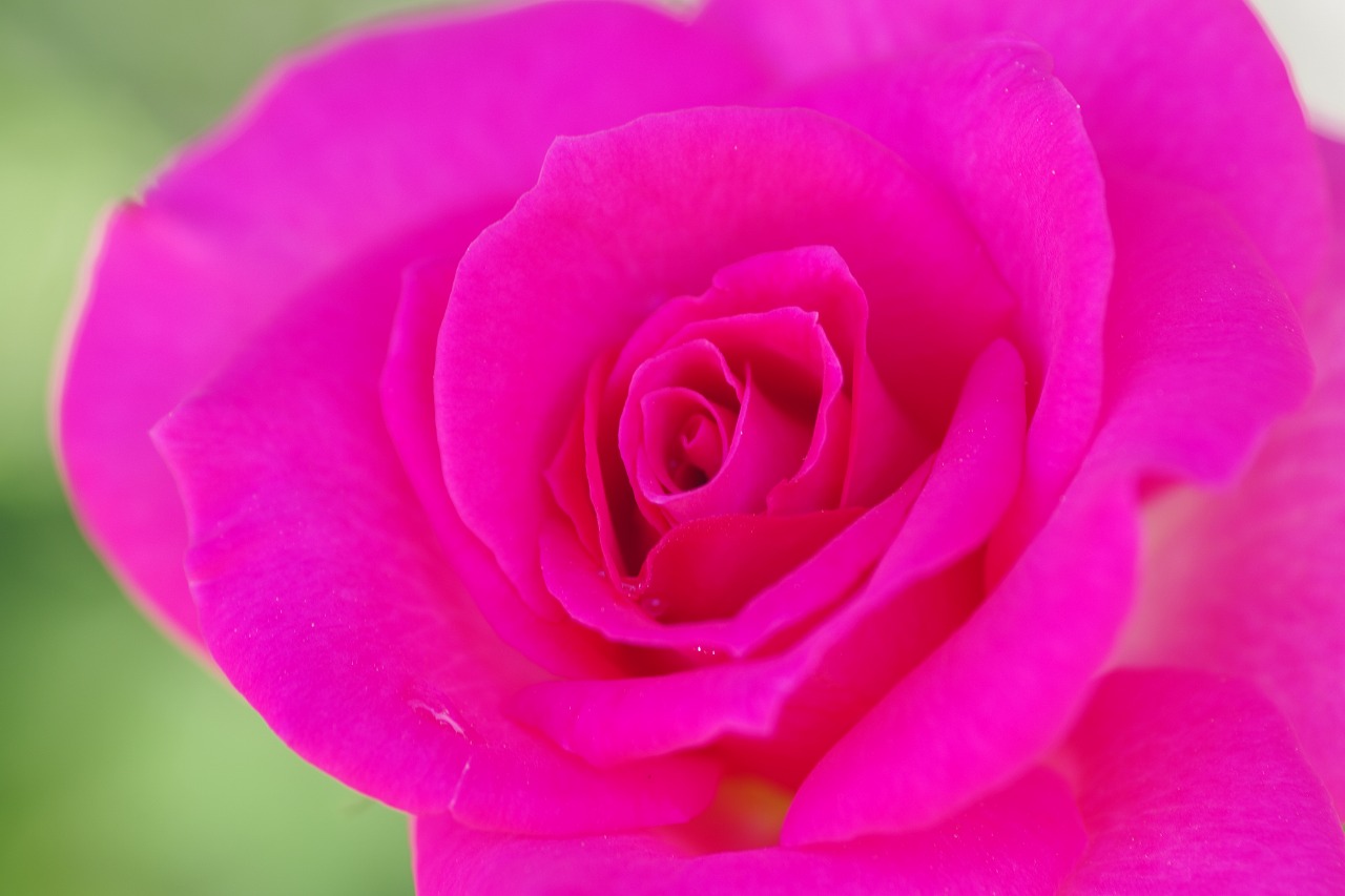 栃木県足利市のあしかがフラワーパークの花々