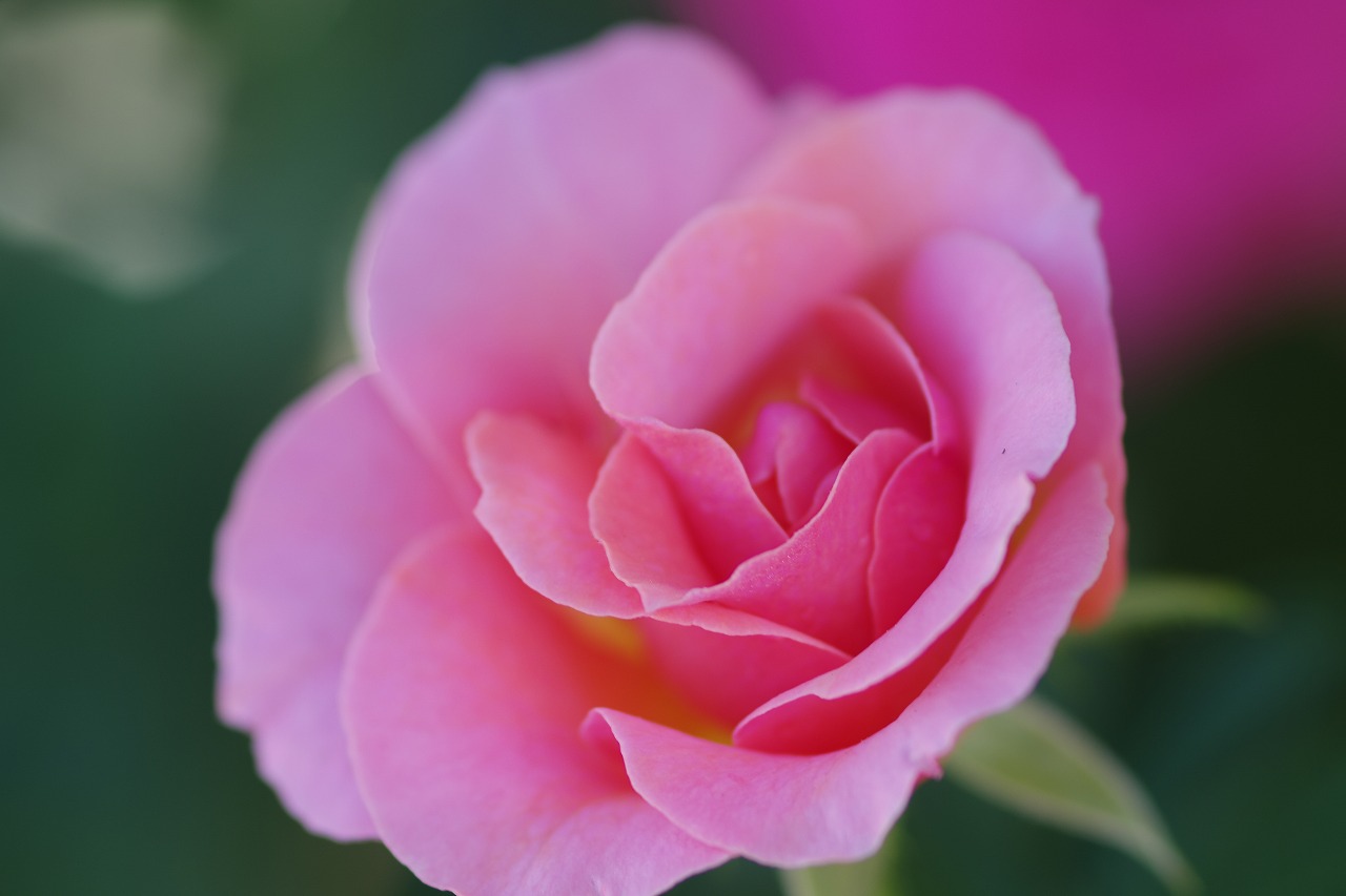 栃木県足利市のあしかがフラワーパークの花々