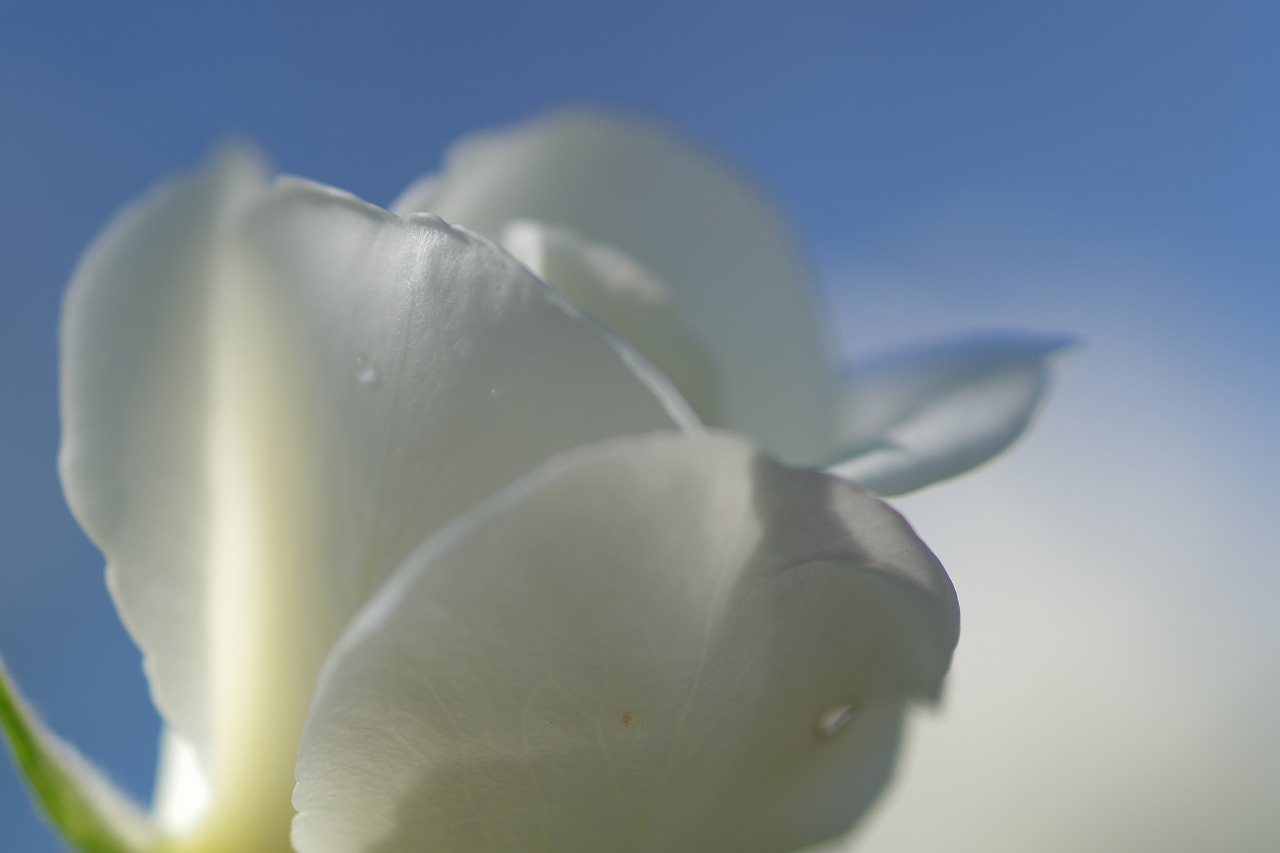 栃木県足利市のあしかがフラワーパークの花々