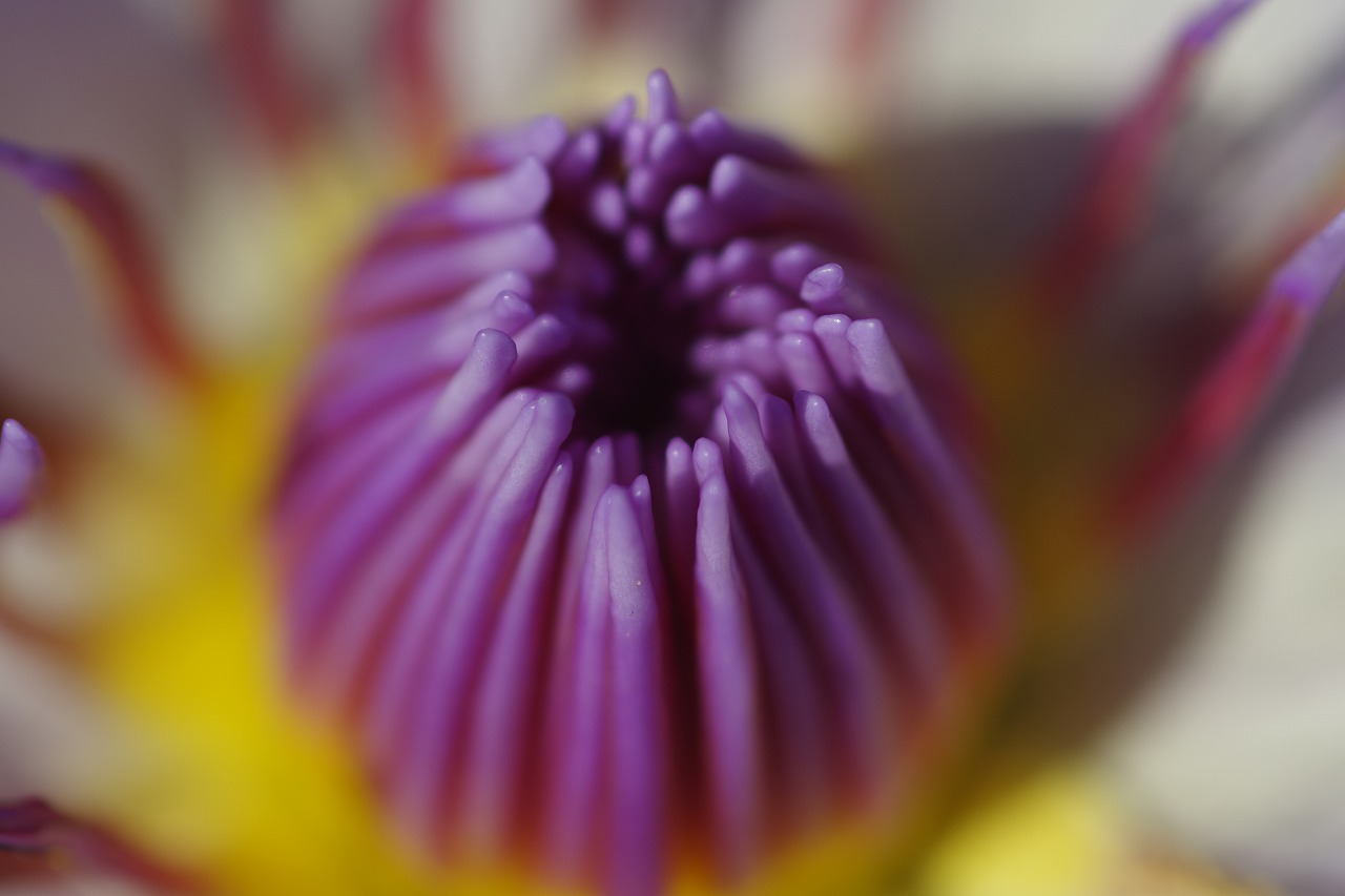 栃木県足利市のあしかがフラワーパークの花々