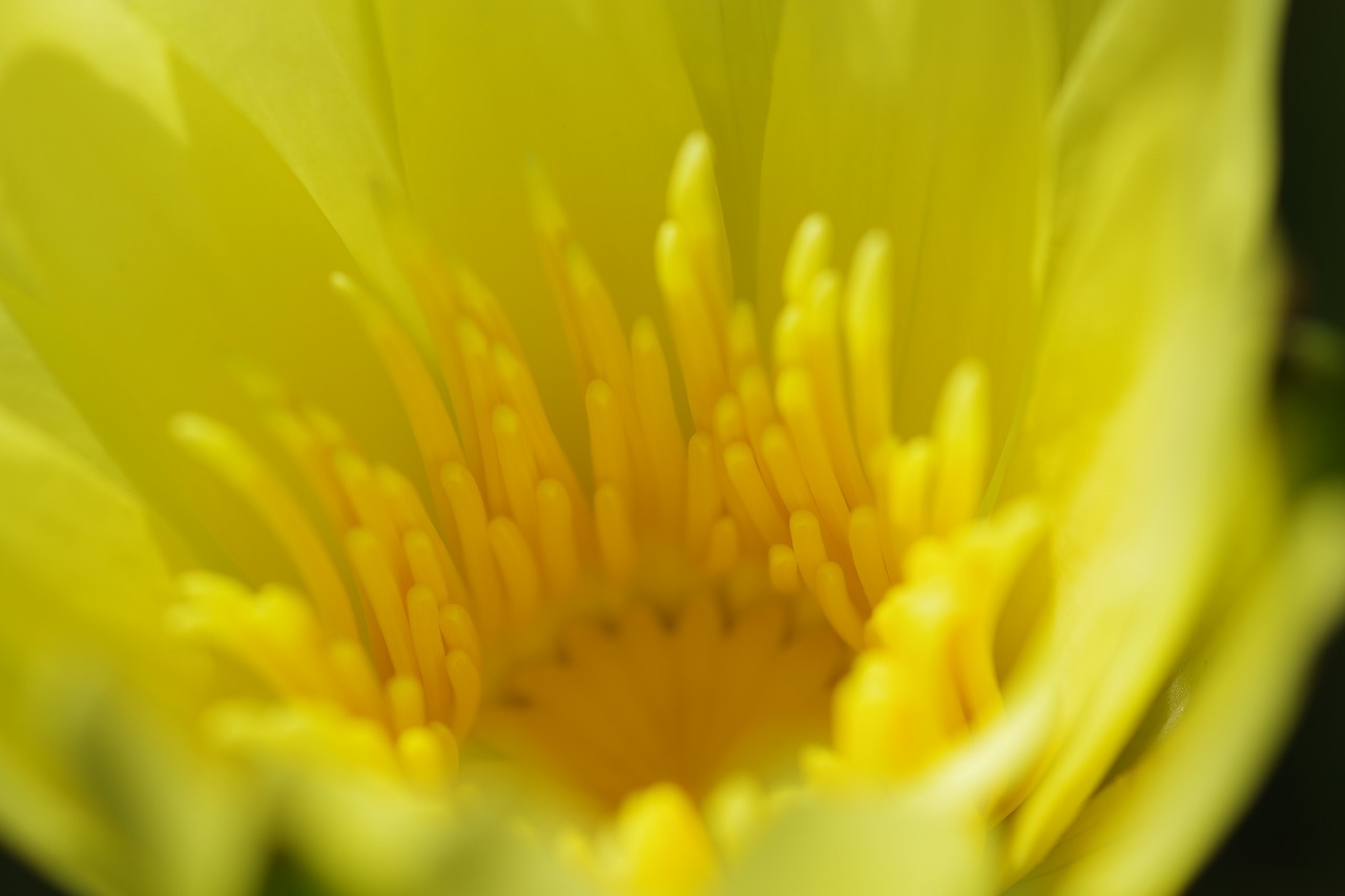 栃木県足利市のあしかがフラワーパークの花々