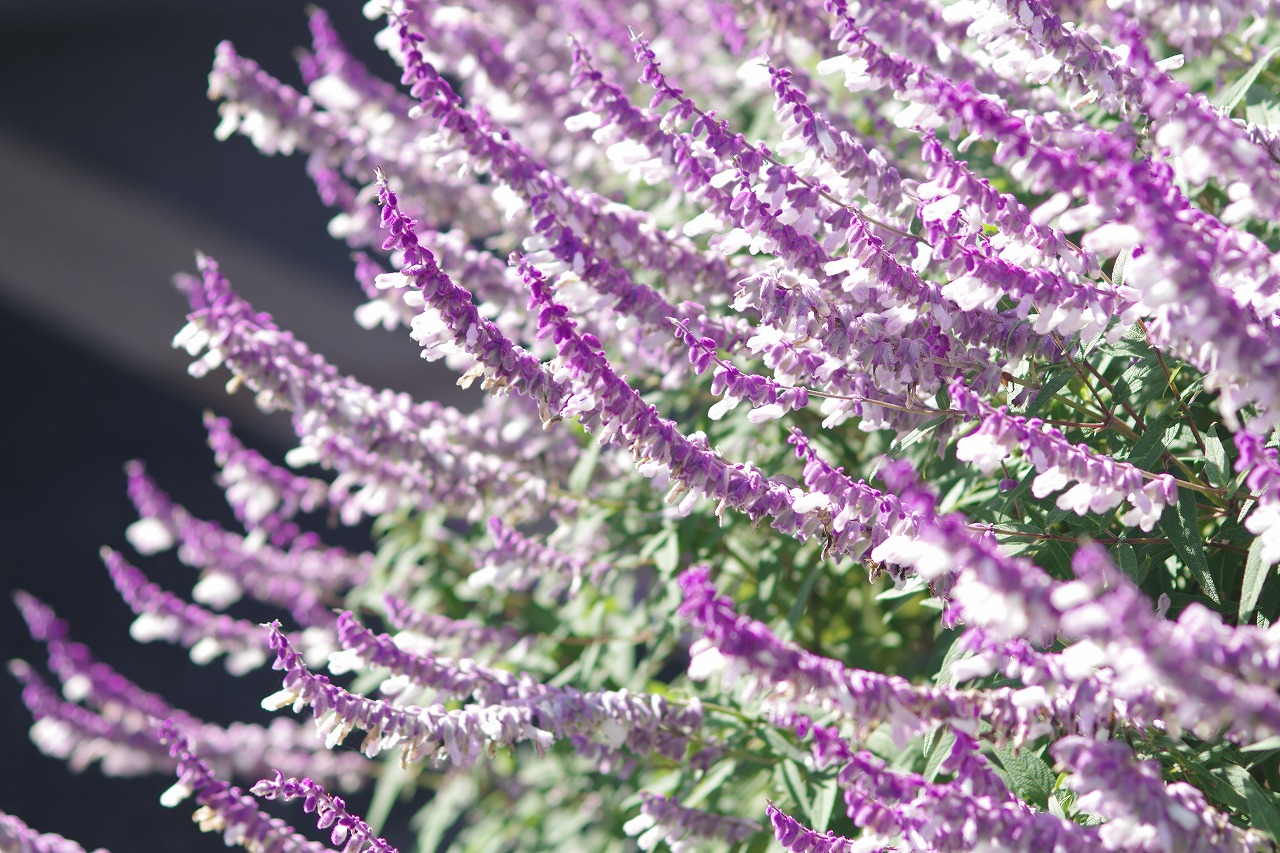 栃木県足利市のあしかがフラワーパークの花々