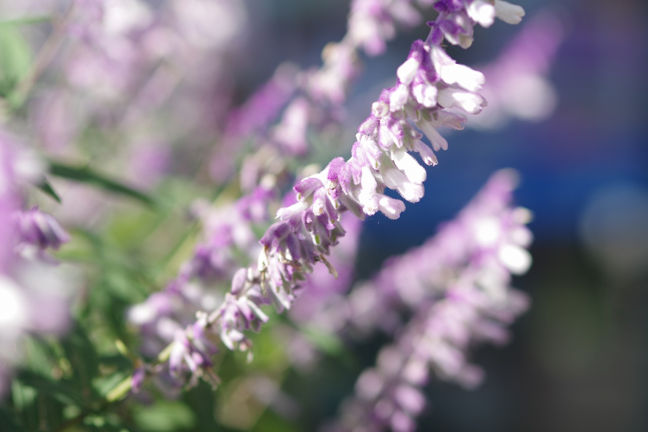栃木県足利市のあしかがフラワーパークの花々