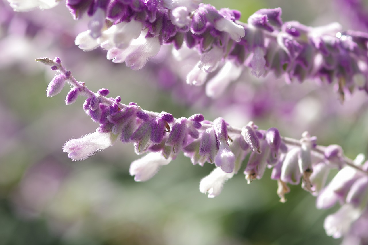 栃木県足利市のあしかがフラワーパークの花々