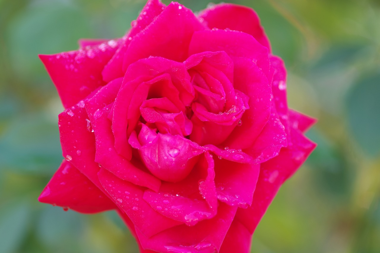 栃木県足利市のあしかがフラワーパークの花々