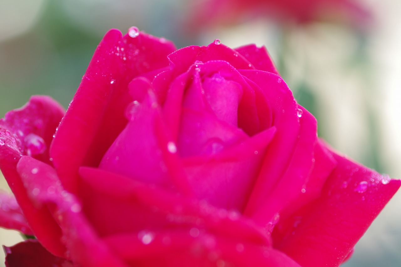 栃木県足利市のあしかがフラワーパークの花々