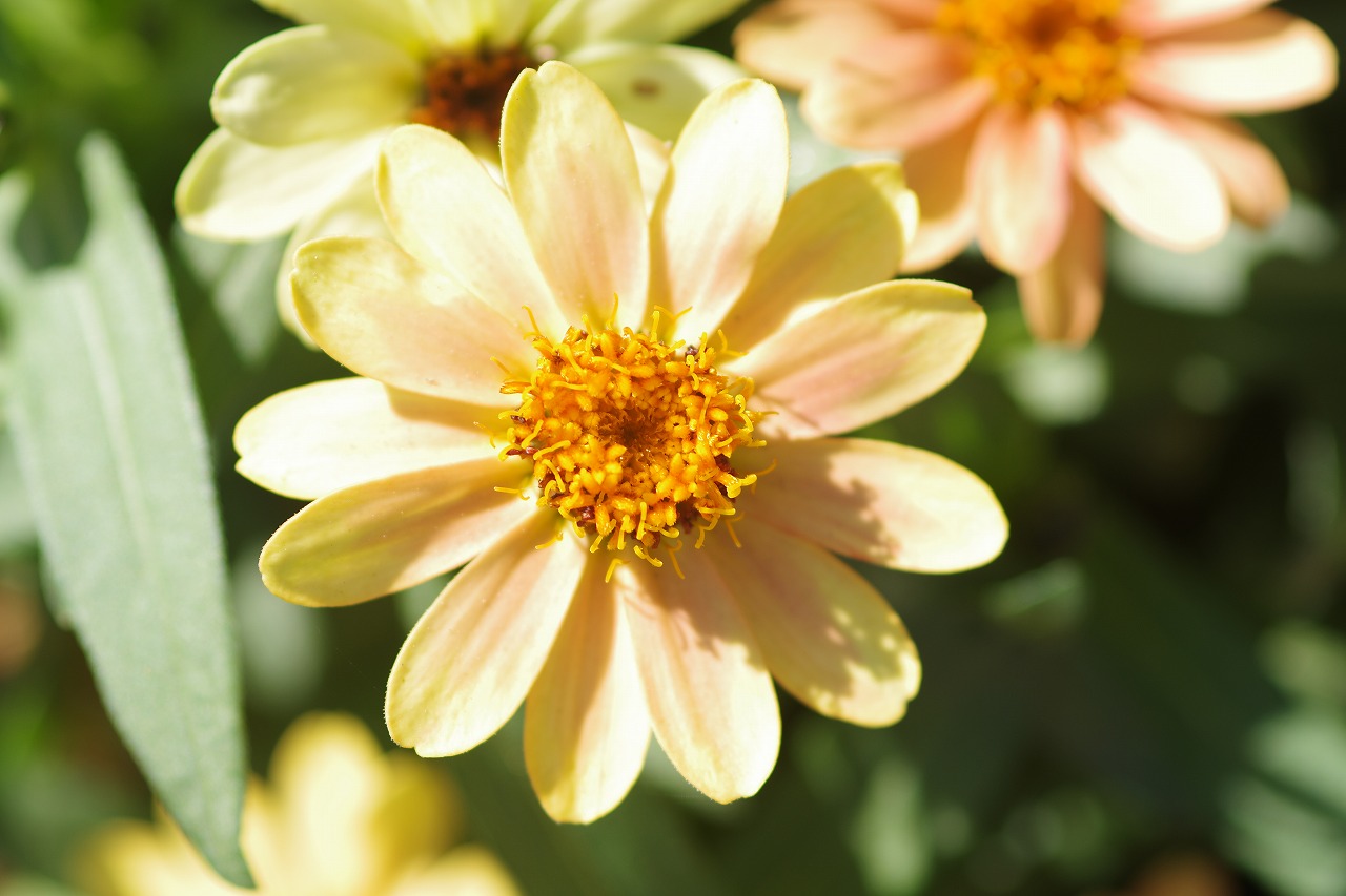 栃木県足利市のあしかがフラワーパークの花々