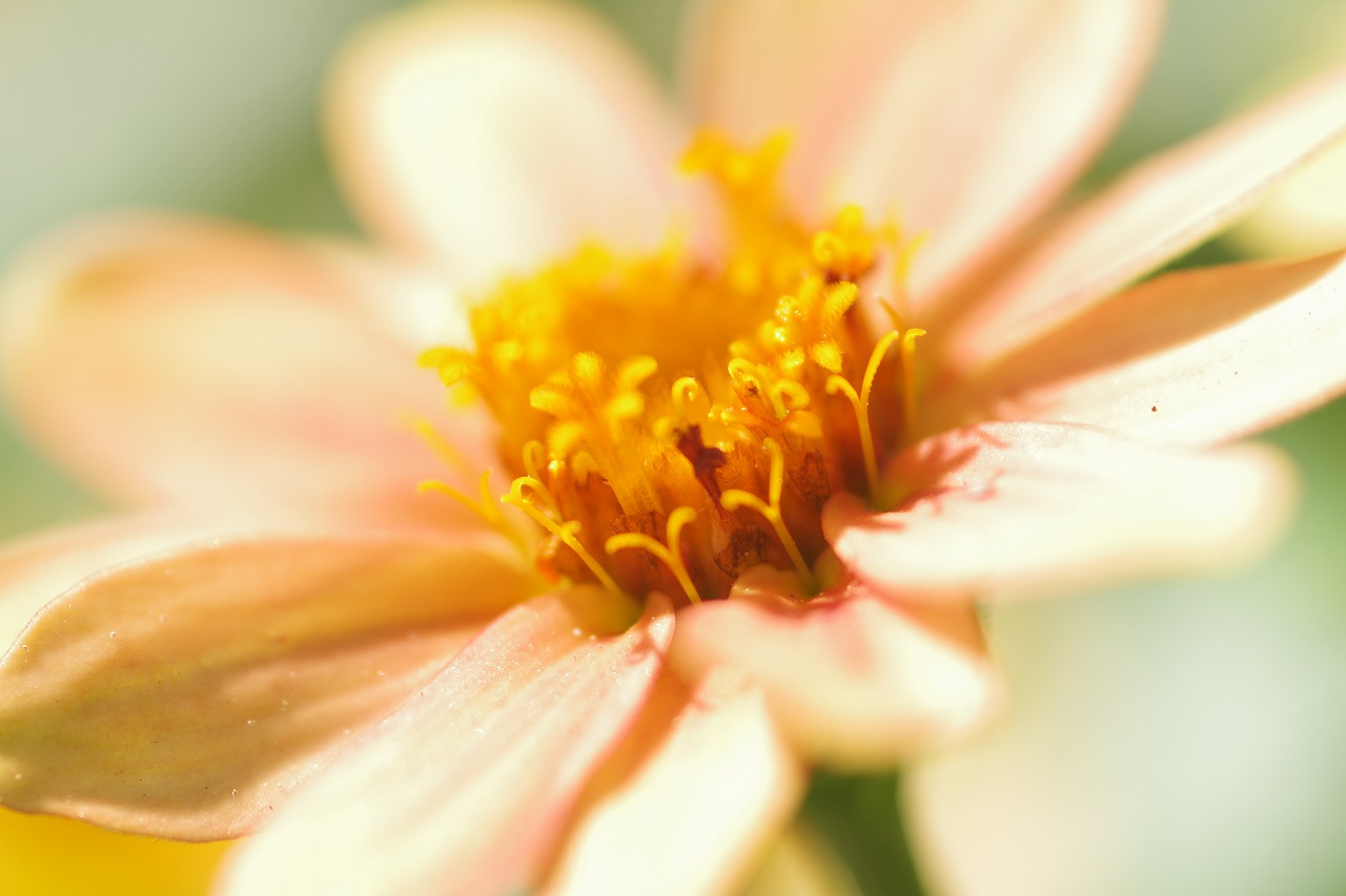 栃木県足利市のあしかがフラワーパークの花々