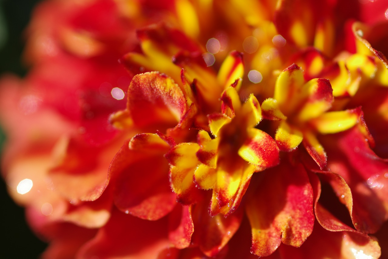 栃木県足利市のあしかがフラワーパークの花々