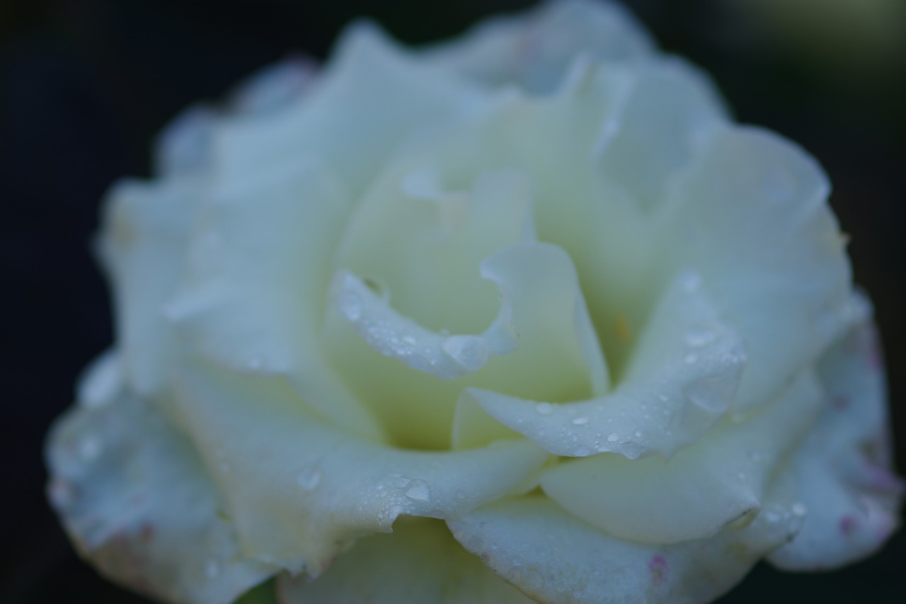 栃木県足利市のあしかがフラワーパークの花々