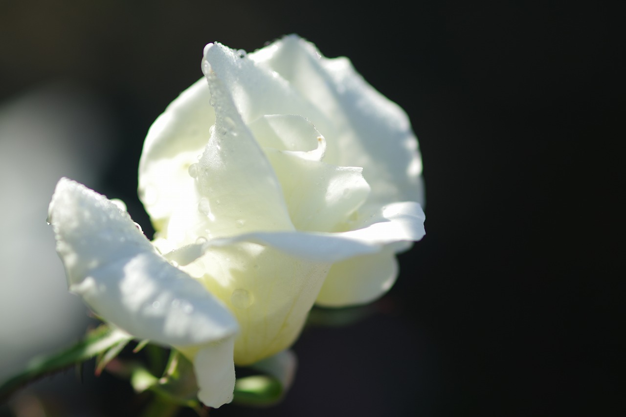 栃木県足利市のあしかがフラワーパークの花々
