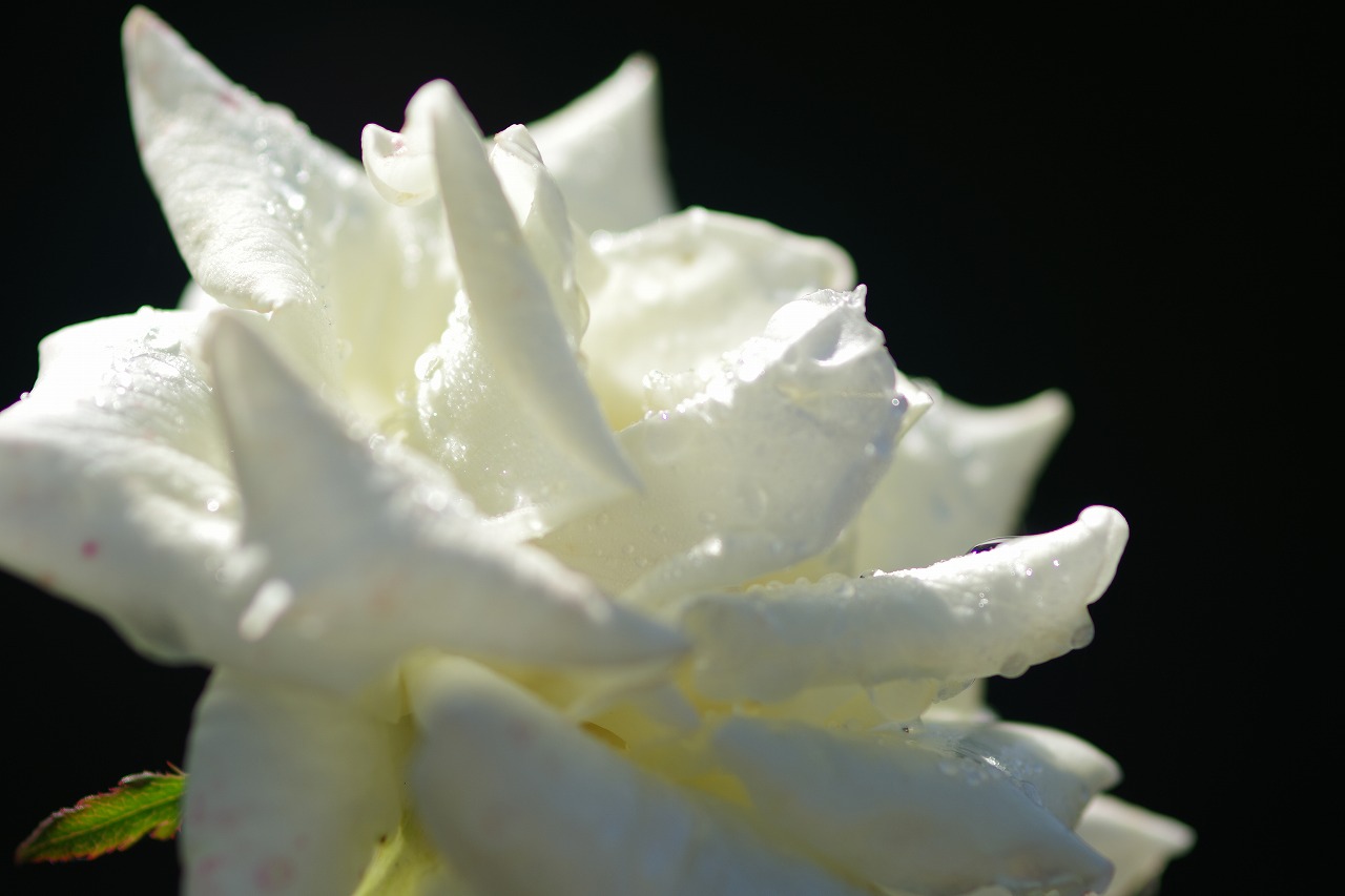 栃木県足利市のあしかがフラワーパークの花々